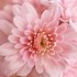 Image result for Flower Image Discrpshan Pink