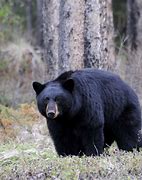 Image result for America Bear