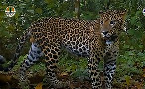 Image result for Java Leopard