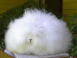 Image result for Angora Rabbit