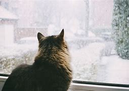 Image result for Snow On Cat Stunning