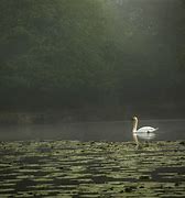 Image result for Swan Lake NV Beach