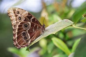 Image result for Butterfly with Wings Closed