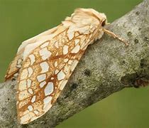 Image result for Hickory Tussock Moth Pupa