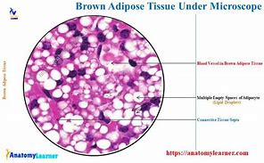 Image result for Adipose Tissue Labeled Diagram