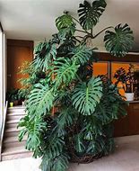 Image result for Cây Monstera