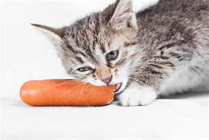 Image result for Cat Eating Sausage