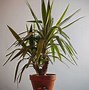 Image result for Small Indoor Tree Plant