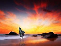 Image result for Beautiful Horse at Sunrise