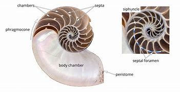 Image result for Cephalopod Internal Shell