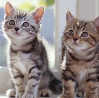 Image result for Gray Tabby Cat Kitten