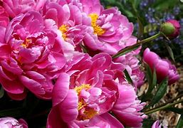 Image result for Flowes Bink