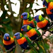 Image result for Brown Lorikeet