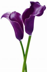 Image result for Calla Lily Flower Clip Art