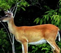 Image result for Mother Deer