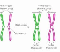 Image result for Haploid Nucleus Diagram