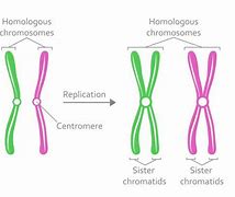 Image result for Haploid Biology