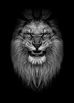 Image result for White Lion Angry