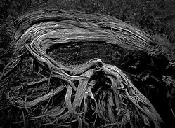 Image result for Tree Fallen with Roots Black and White