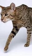 Image result for Gato Ashera