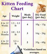 Image result for 6 Week Kitten