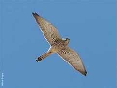 Image result for Lesser Kestrel Male