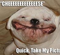 Image result for funny memes no text animals