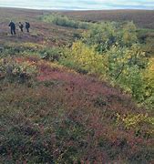 Image result for Tundra Flora