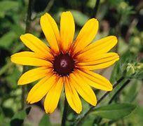 Image result for Angiosperms Landscaping