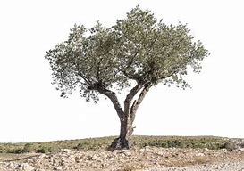 Image result for White Olive Tree