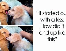 Image result for Dog Memes so Funny