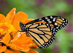 Image result for Butterflies Garden