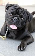 Image result for Bla Aka Pug Town Borroloola