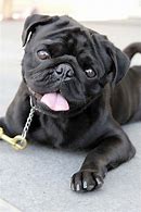 Image result for Black Pug Pan Ting