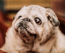 Image result for Snookie the Pug Pug