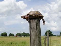 Image result for Turtle On Post