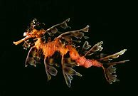 Image result for Sea Dragon Mythology