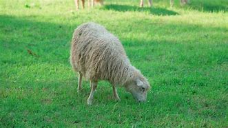 Image result for Sheep in Room