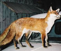 Image result for 2 Legged Fox