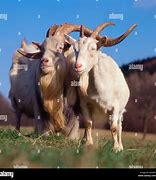 Image result for Male and Female Goat