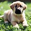 Image result for German Shepherd Lab Mix