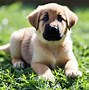 Image result for German Shepherd Mix with Labrador