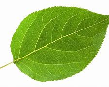 Image result for Single Leaf