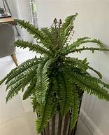 Image result for Artificial Boston Fern