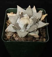 Image result for Ariocarpus Retusa