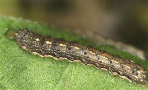 Image result for Variegated Cut Worm Moth Eggs