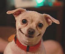 Image result for Smiling Dog without Chair