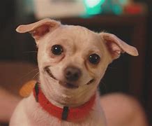 Image result for Pair of Smiling Dogs