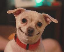 Image result for Smiling Dog No Chair