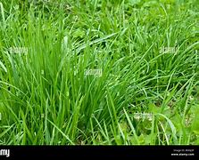 Image result for Bright Green Grass in Lawn